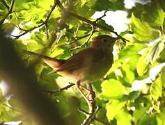 Common Nightingale