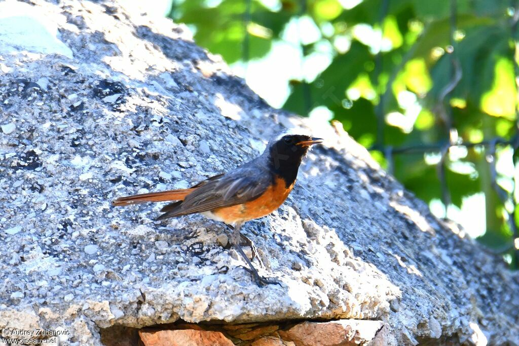 Common Redstart male