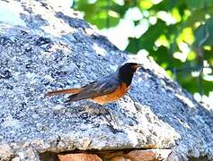 Common Redstart