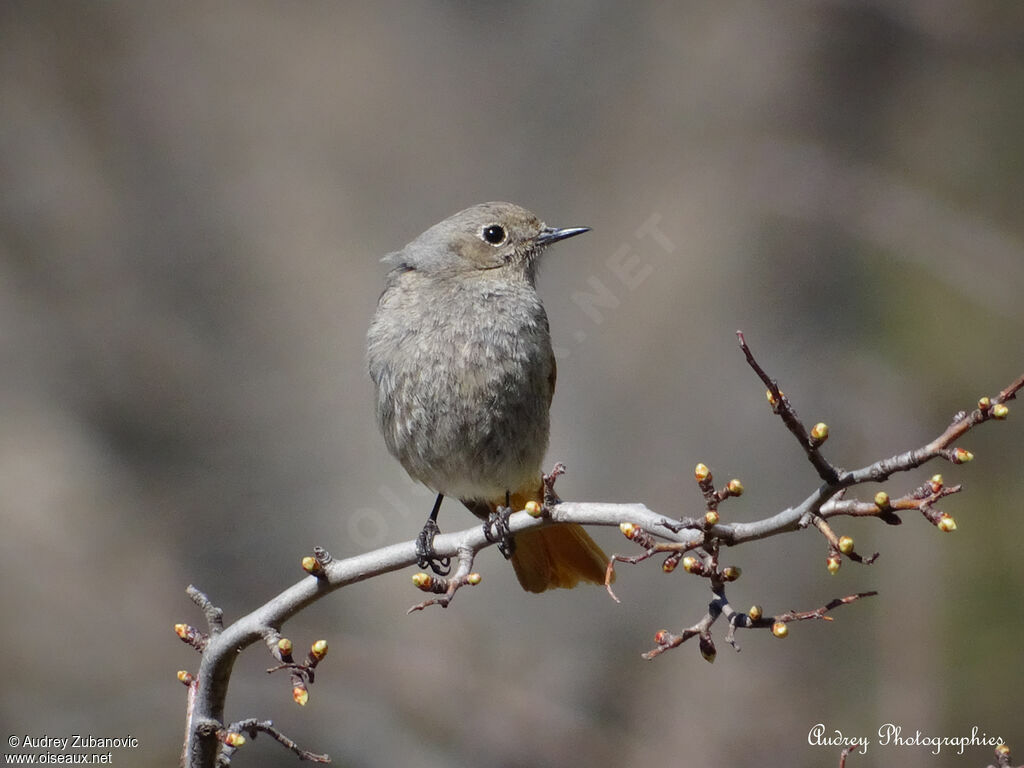 Black Redstart female adult