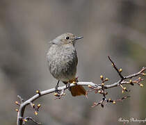 Black Redstart