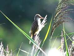 Great Reed Warbler