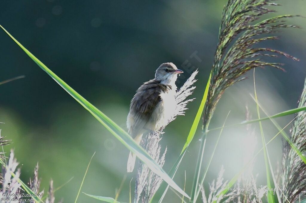 Great Reed Warbler