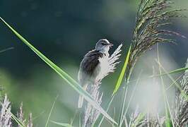 Great Reed Warbler