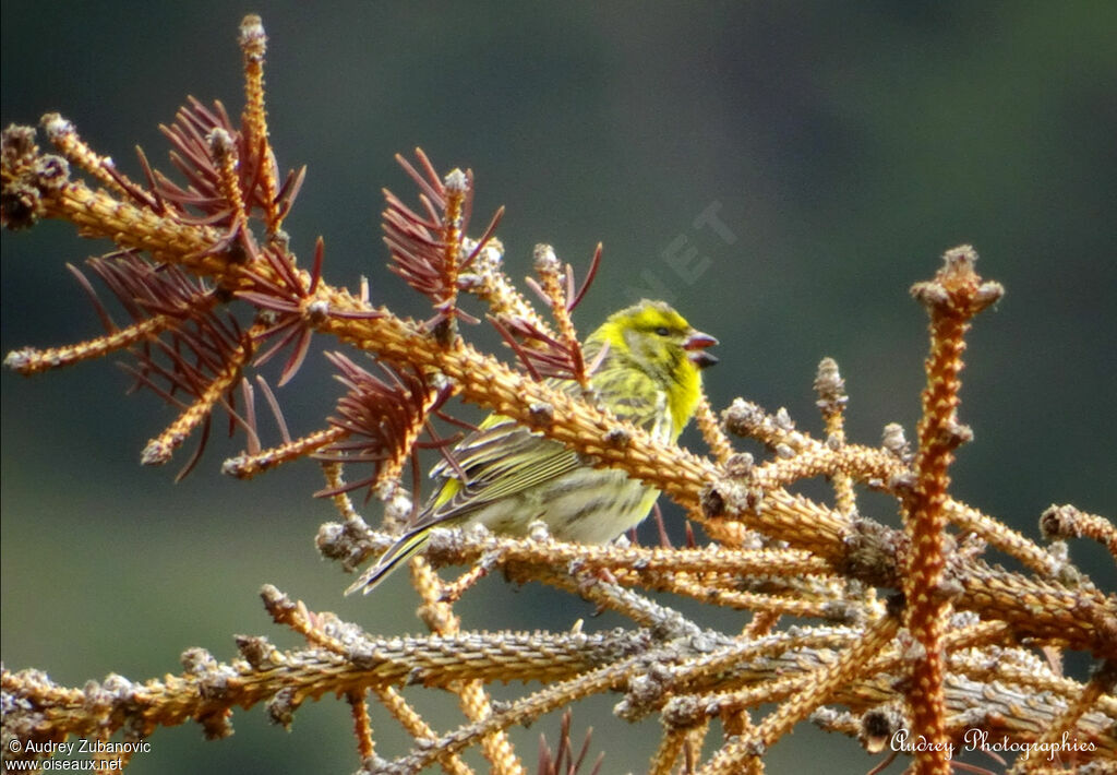 Serin cini mâle adulte, chant