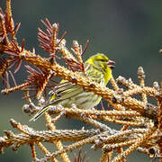 European Serin