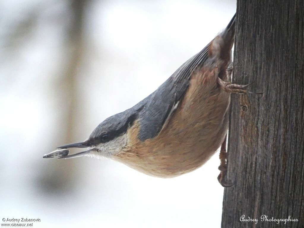 Eurasian Nuthatch male adult, eats