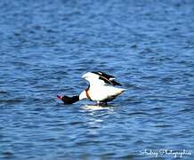 Common Shelduck