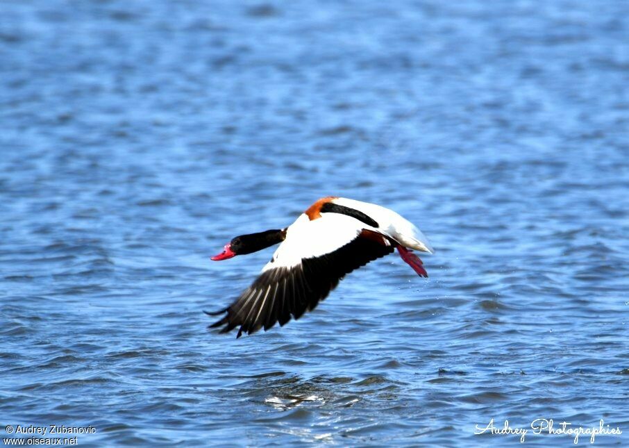 Common Shelduckadult, Flight