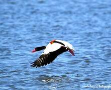 Common Shelduck