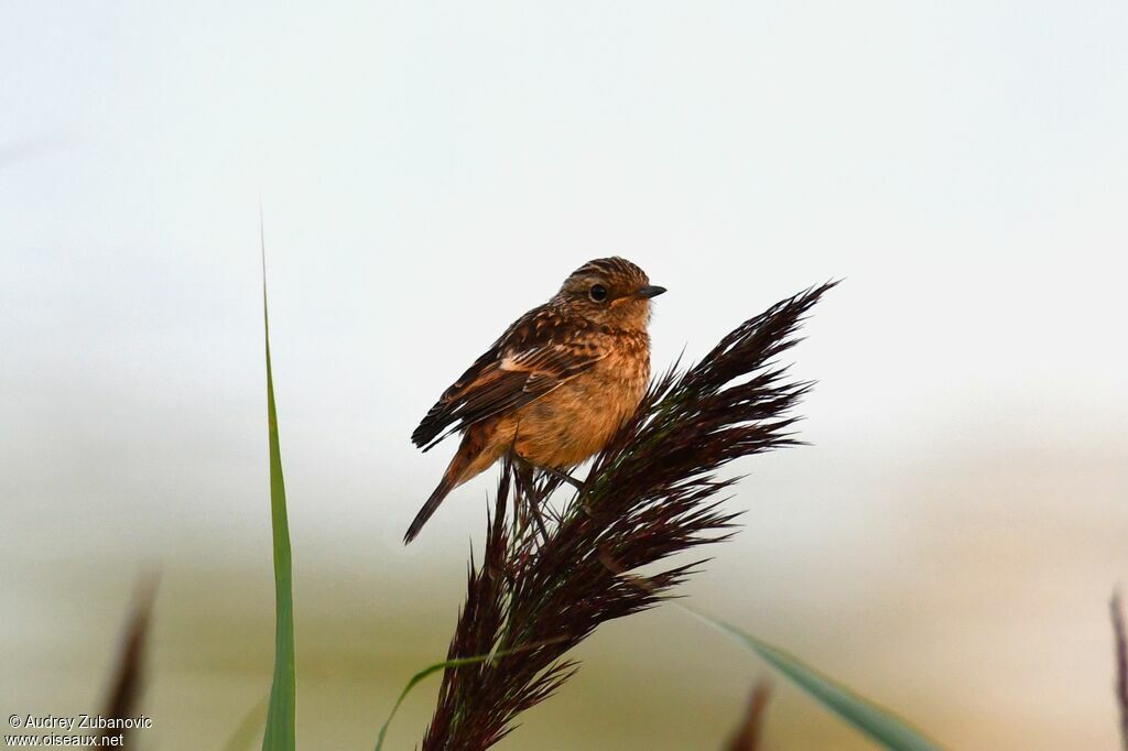 European Stonechatjuvenile