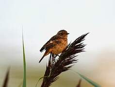 European Stonechat