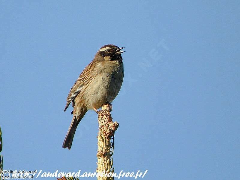 Black-throated Accentor male adult breeding, song