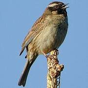 Black-throated Accentor