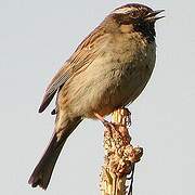 Black-throated Accentor