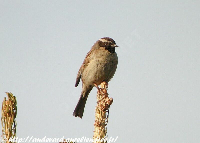 Black-throated Accentor male adult