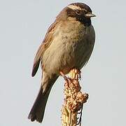 Black-throated Accentor