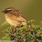 Black-throated Accentor