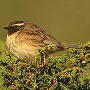 Black-throated Accentor