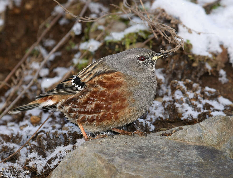 Alpine Accentoradult post breeding, identification