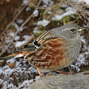 Accenteur alpin