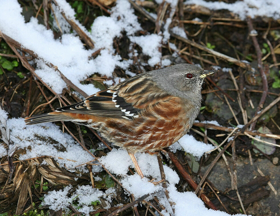 Alpine Accentoradult post breeding, identification