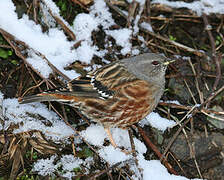 Alpine Accentor