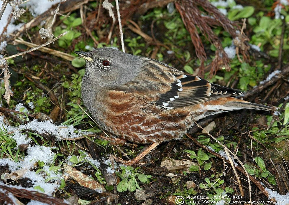 Accenteur alpin