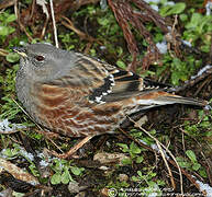 Alpine Accentor