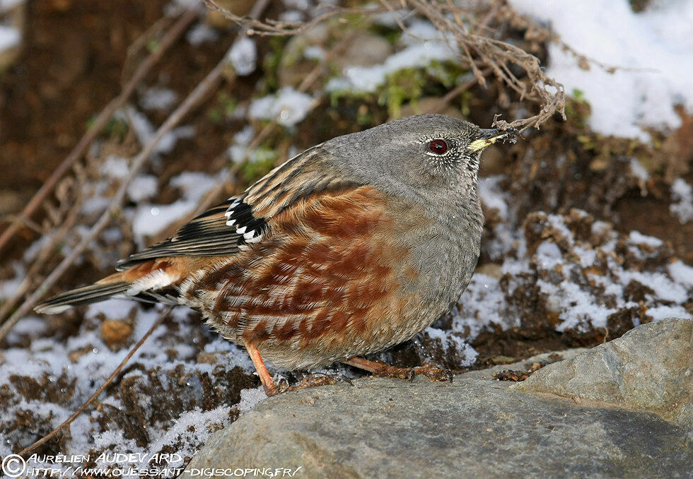 Accenteur alpin