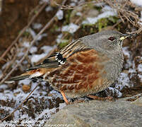 Accenteur alpin