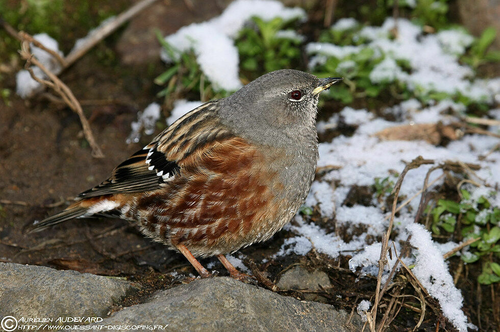 Accenteur alpin