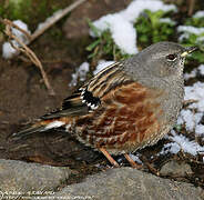 Accenteur alpin