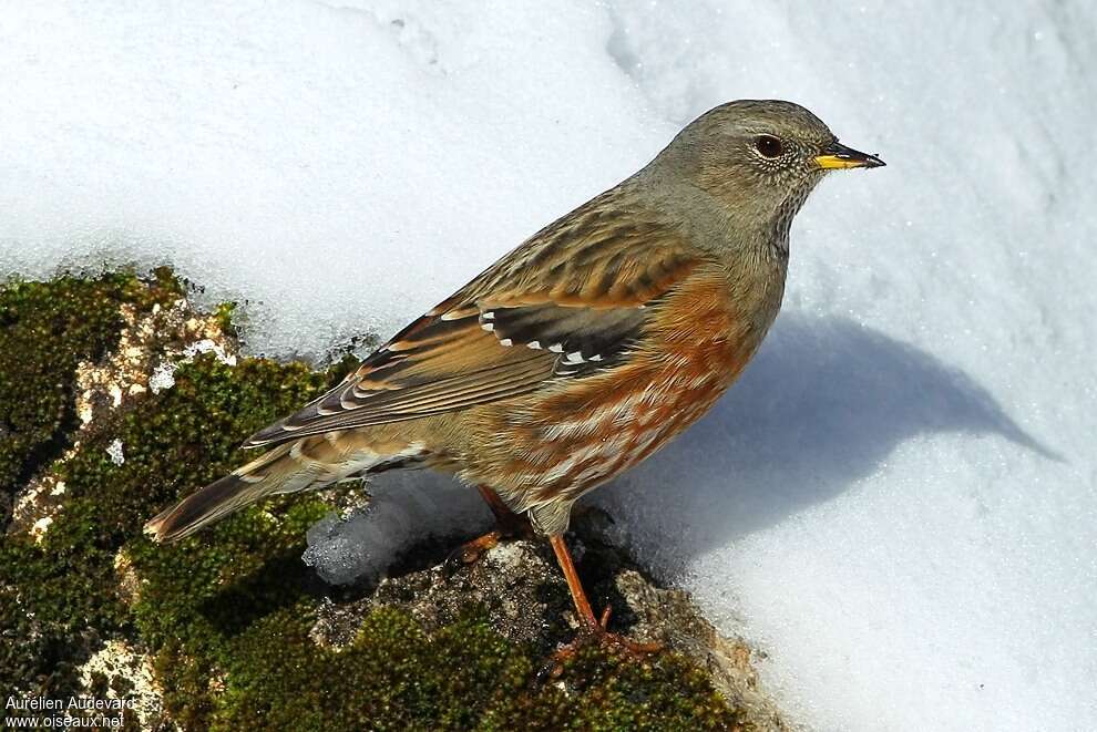 Accenteur alpinadulte, identification