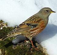 Alpine Accentor