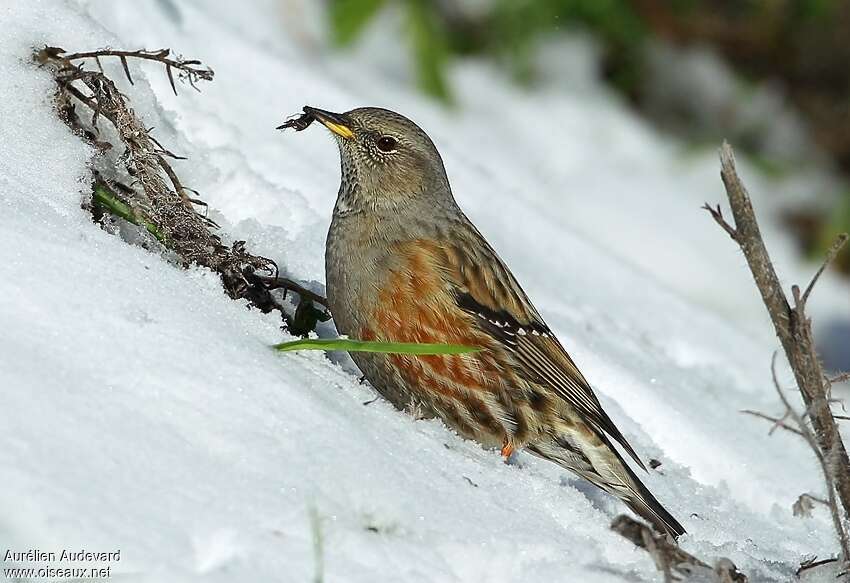 Accenteur alpinadulte, pêche/chasse