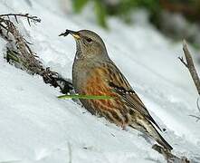 Alpine Accentor