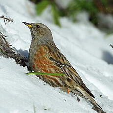 Accenteur alpin