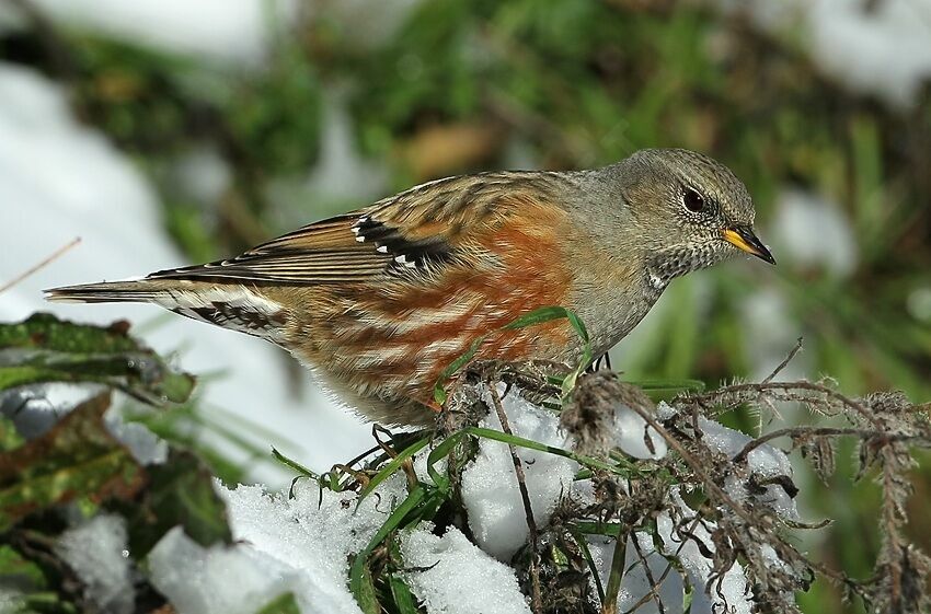 Alpine Accentor