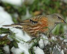 Alpine Accentor