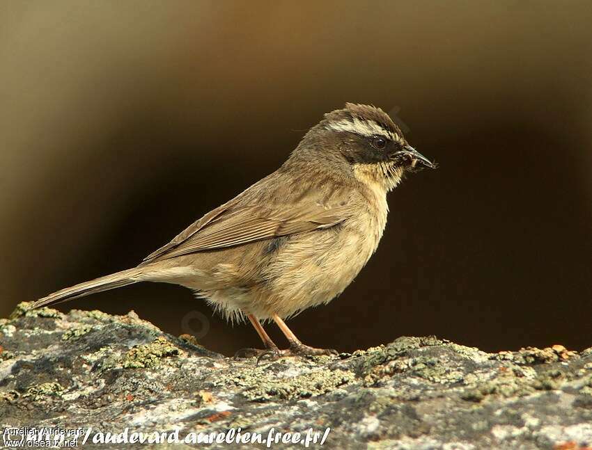 Brown Accentoradult, feeding habits