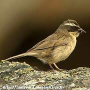 Brown Accentor