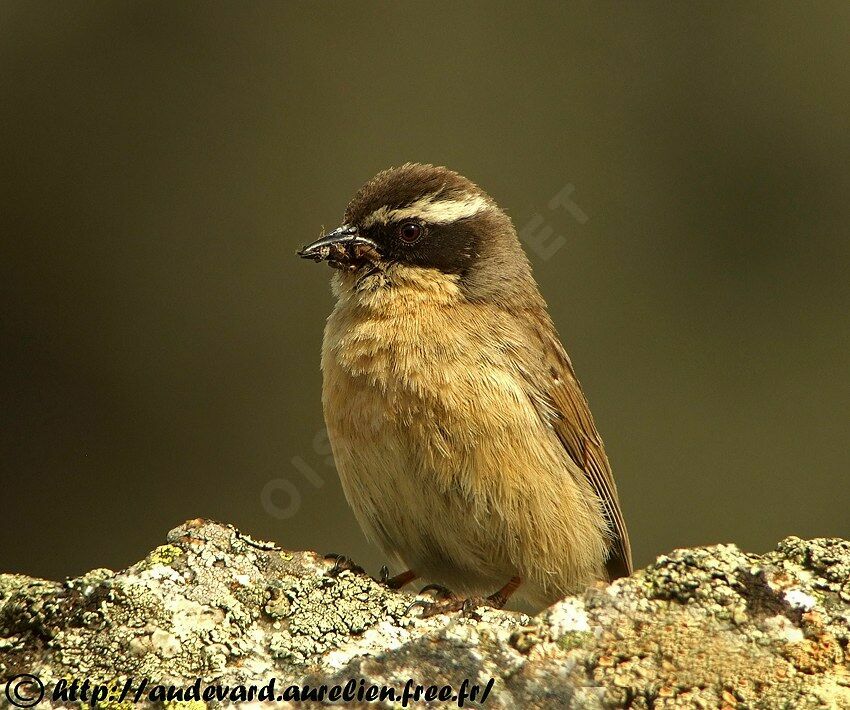 Brown Accentoradult breeding