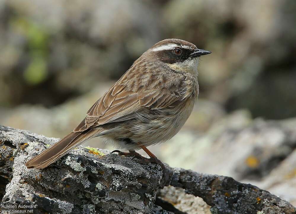 Brown Accentoradult breeding, identification