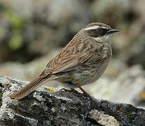 Brown Accentor