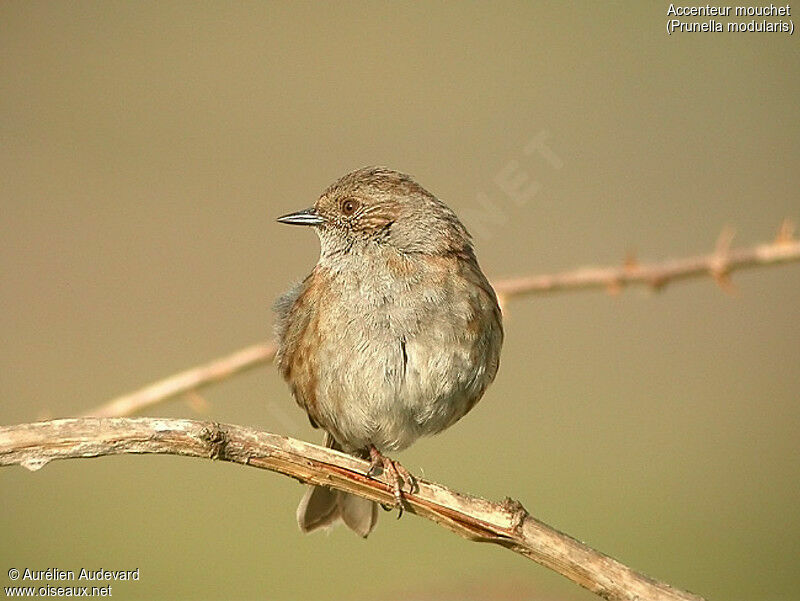 Dunnock