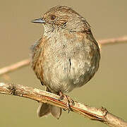 Dunnock