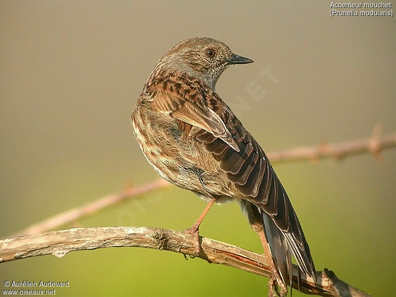 Dunnock