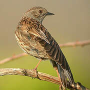 Dunnock