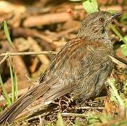 Dunnock